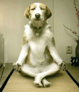 Zen-Dog1